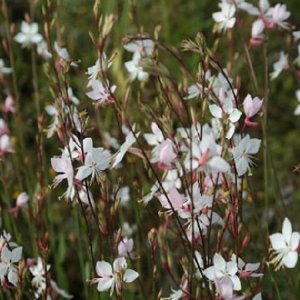 Gaura Lindheimerova ´WHIRLING BUTTERFLIES´, kont. C1.5L